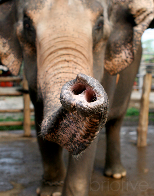 Elephant Greeting - Thailand