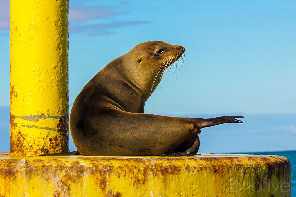 Sea Lion - Galapagos