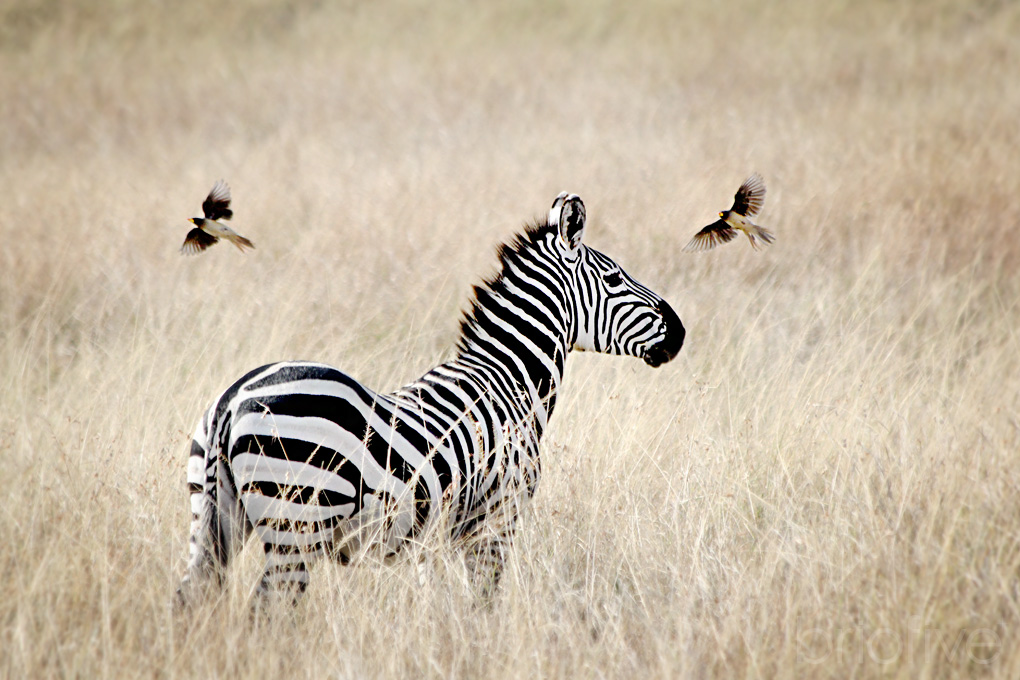 Solo Zebra - Tanzania
